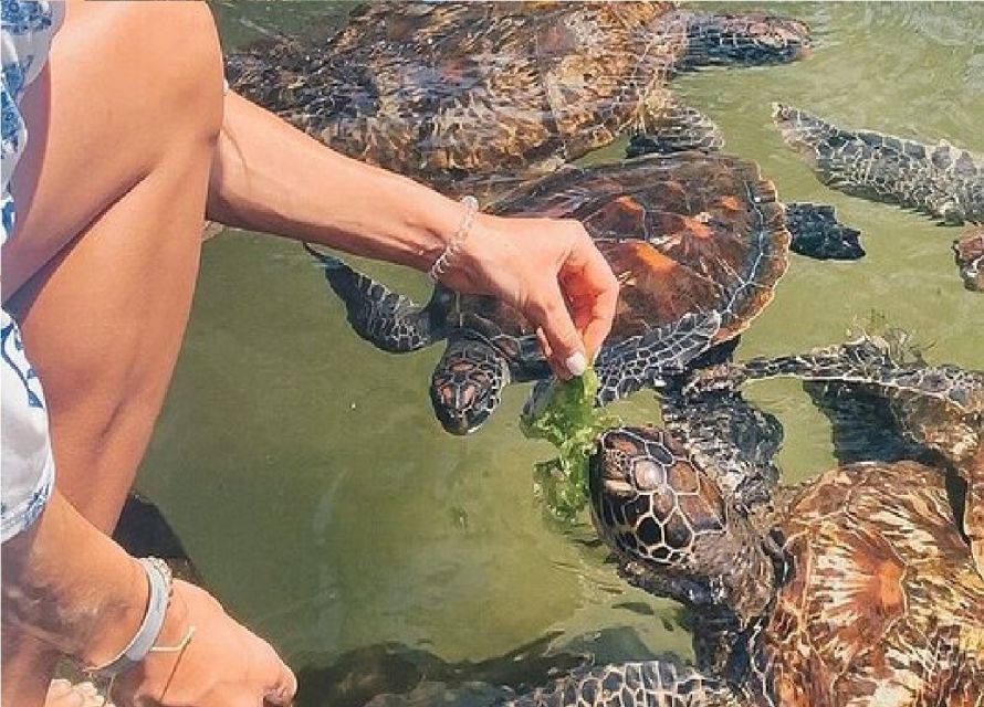 Baraka Turtle Aquarium Tour with Hotel Transfers