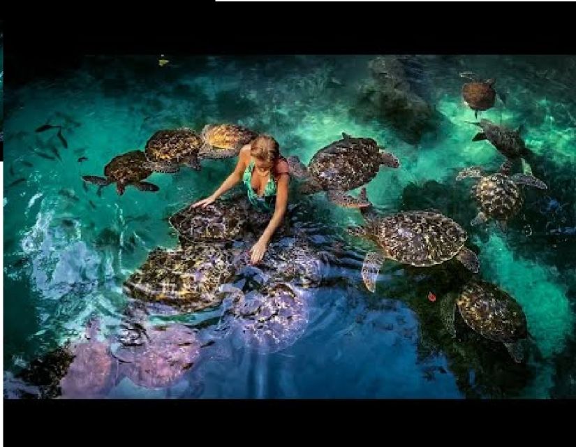 Baraka Turtle Aquarium Tour with Hotel Transfers
