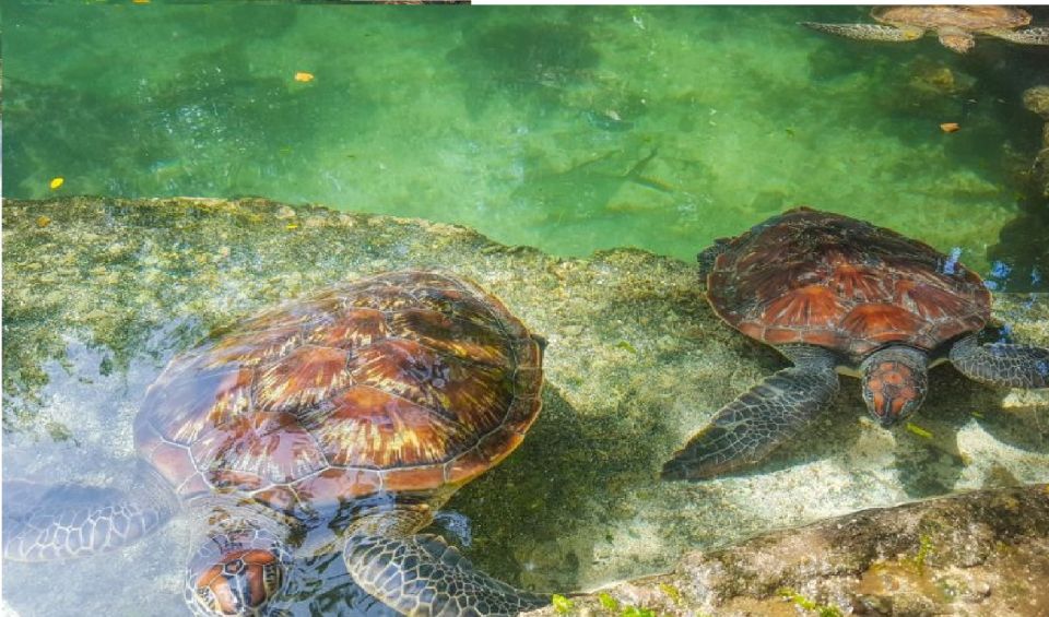 Baraka Turtle Aquarium Tour with Hotel Transfers