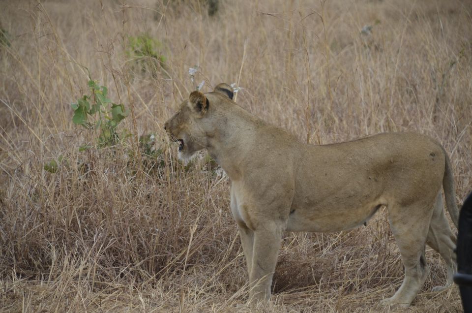 Day Trip To Mikumi National Park With Flight