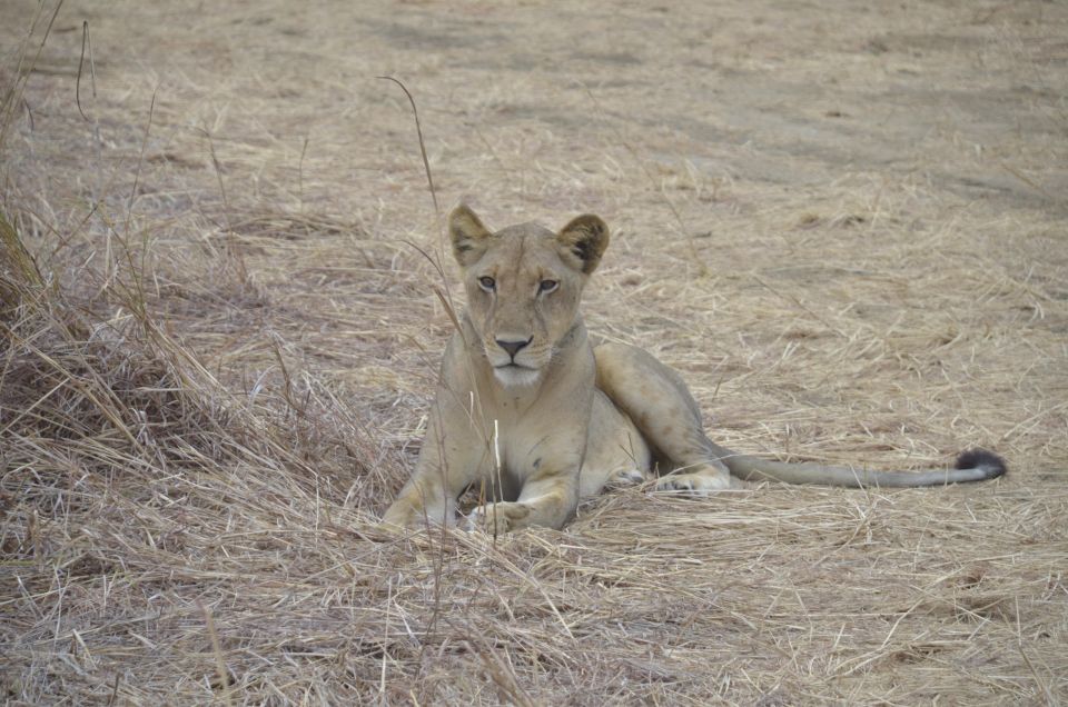 Day Trip To Mikumi National Park With Flight