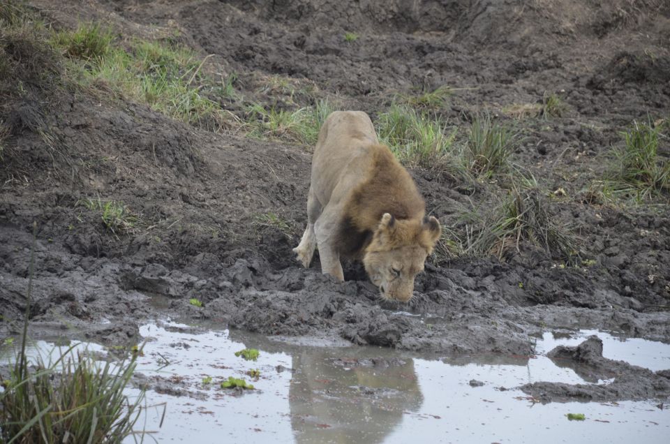 Day Trip To Mikumi National Park With Flight
