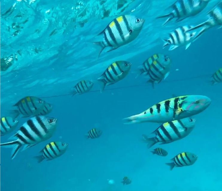 Mnemba Island Private Snorkeling Tour with Pickup